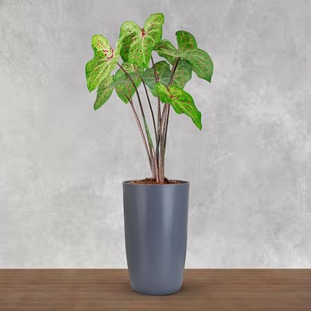 BonKaso 12 inch Grey Flower Pot (Pack of 2)| Size: 20x20x28 cm | Tall, Durable & Lightweight Polymer Tower Planter for Indoor & Outdoor Use: Home, Office, Garden & Balcony (Gamla/Gamale)